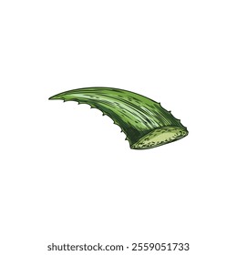 Vector element with a cut green aloe vera leaf with thorns and a gel texture inside. Hand drawing of a medicinal plant for design in dermatology and cosmetology