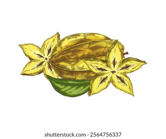 A vector element with an exotic star-shaped carambola fruit, whole and chopped with seeds and a green leaf, made in the sketch style for a design with organic food