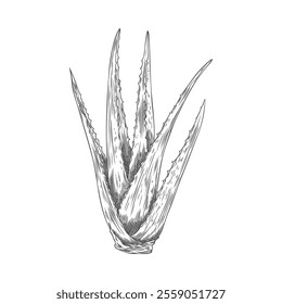 Vector element with a healing aloe vera plant with long leaves with thorns in the style of a contour sketch. Realistic drawing for design in medicine and cosmetology