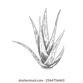 Vector element of the healing aloe vera plant with long leaves and thorns in the style of a contour sketch. Realistic drawing for a health-themed design