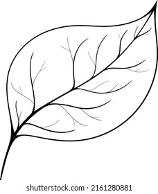 Vector element leaf. Black and white leaf in vector perfect for logo in eco style.