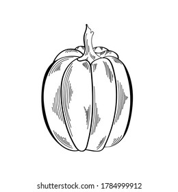 Vektorelement. Einfarbiger dekorativer Kürbis. Illustration von Herbstgemüse. Design-Element für den Druck von Vorlage, Etikett, Logo, Verpackung. Schwarze Linien auf weißem Hintergrund. Festlicher Kürbis.