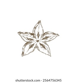 Vector element piece of sweet and sour exotic fruit carambola in the form of a star, made in the style of a contour sketch for the design of a menu with smoothies