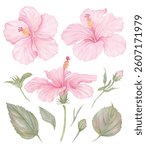 Vector element of Pink Hibiscus flower hand drawn watercolor and gouache isolated on transparent background for Eps file 