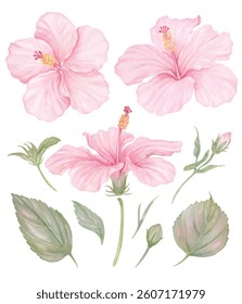 Vector element of Pink Hibiscus flower hand drawn watercolor and gouache isolated on transparent background for Eps file 
