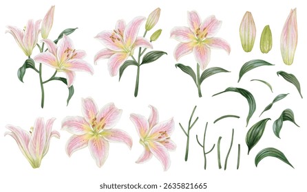 Vector element of  Pink Lily flower hand drawn watercolor.