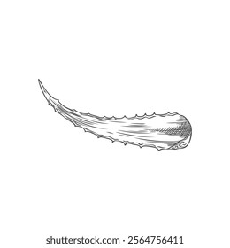 Vector element with a prickly aloe vera leaf in the style of a black and white sketch. Realistic drawing of a plant for design in medicine and dermatology