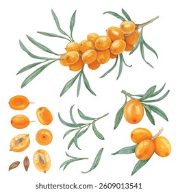 Vector element of Sea buckthorn with hand draw watercolor isolated on transparent background (Eps file)