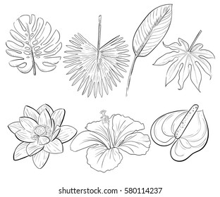 Vector element for your design set with tropical leaves