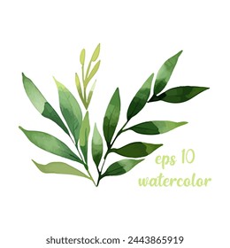 Vector elements of green forest fern, tropical green eucalyptus greenery foliage art natural herbs leaves in watercolor style