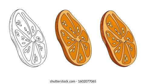 Vector elements on a white background. The cytosolic element. Can be used for social media, posters, e-mail, print, advertising design, textiles, wrapping paper.