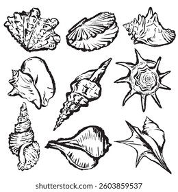 Vector elements of Seashells set ink style