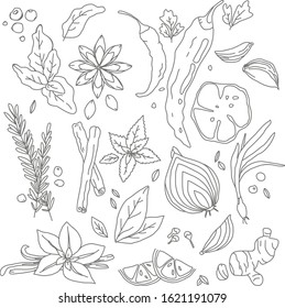 vector elements spices chili pepper, Basil, star anise, onion, cinnamon sticks, mint, garlic, vanilla, ginger and rosemary. vector illustration of spices from lines on a white background. 