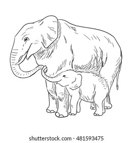 vector of elephant with calf sketch