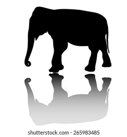 vector elephant silhouette with shadow isolated on white background