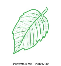 Vector Elm Karagach, Leaf Hand Drawn Illustration. Cross Hatch Pencil Sketch Style.