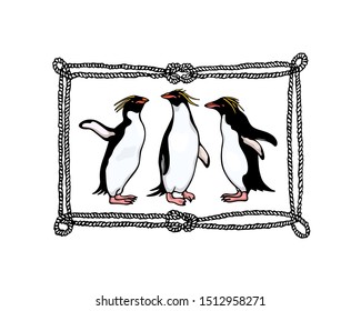 Vector emblem with hand drawn cute Macaroni penguins in nautical rope frame. Ink drawing, funny illustration, beautiful animal design elements.