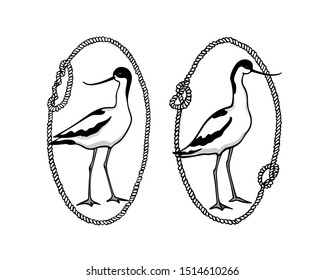 Vector emblem of hand drawn two standing avocet in rope frames. Ink drawing, beautiful animal and nautical design elements.