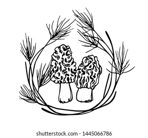 Vector emblem with hand drawn wild morel mushroom a in pine wreath. Ink drawing, graphic style. Beautiful design elements.