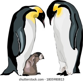 Vector of emperor penguins with chick