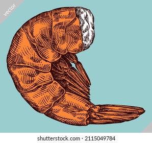 ilustración de shrimp aislado de vectores