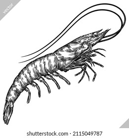 vector engrave isolated shrimp illustration