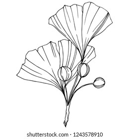 Vector. Engraved black ginkgo leaf. Plant botanical garden. Isolated ginkgo illustration element on white background.