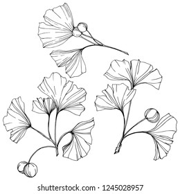 Vector. Engraved black ginkgo leaf. Plant botanical garden. Isolated ginkgo illustration element on white background.