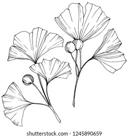 Vector. Engraved black ginkgo leaf. Plant botanical garden. Isolated ginkgo illustration element on white background.