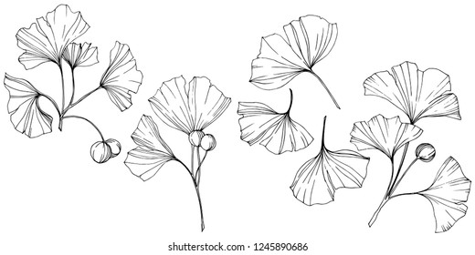 Vector. Engraved black ginkgo leaf. Plant botanical garden. Isolated ginkgo illustration element on white background.