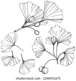 Vector. Engraved black and white ginkgo leaf. Plant botanical garden. Isolated ginkgo illustration element on white background.