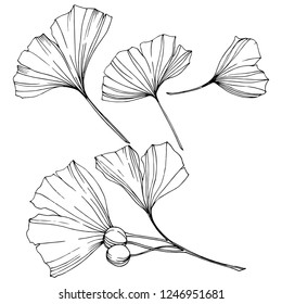 Vektorgrafik. Graviertes schwarz-weißes Ginkgoblatt. Pflanzenpflanzlicher Garten. Einziger Ginkgo-Illustrationsteil auf weißem Hintergrund.
