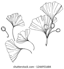 Vector. Engraved black and white ginkgo leaf. Plant botanical garden. Isolated ginkgo illustration element on white background.