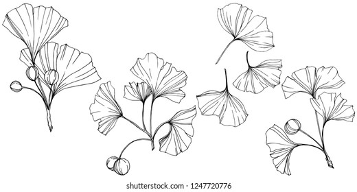 Vector. Engraved black and white ginkgo leaf. Plant botanical garden. Isolated ginkgo illustration element on white background.