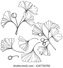 Vector. Engraved black and white ginkgo leaf. Plant botanical garden. Isolated ginkgo illustration element on white background.