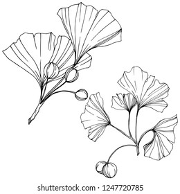 Vector. Engraved black and white ginkgo leaf. Plant botanical garden. Isolated ginkgo illustration element on white background.