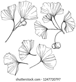 Vector. Engraved black and white ginkgo leaf. Plant botanical garden. Isolated ginkgo illustration element on white background.
