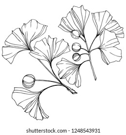 Vector. Engraved black and white ginkgo leaf. Plant botanical garden. Isolated ginkgo illustration element on white background.