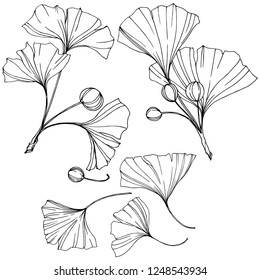 Vector. Engraved black and white ginkgo leaf. Plant botanical garden. Isolated ginkgo illustration element on white background.