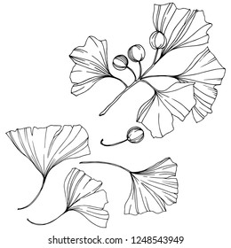 Vector. Engraved black and white ginkgo leaf. Plant botanical garden. Isolated ginkgo illustration element on white background.