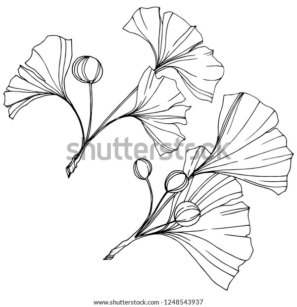 ベクター画像 白黒銀杏の葉刻 植物の植物園 白い背景にイチョウのイラストエレメント のベクター画像素材 ロイヤリティフリー