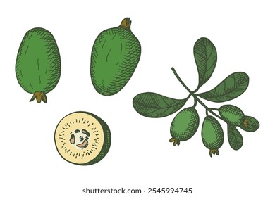 Vector grabado ilustración en color de la planta de Feijoa. Boceto dibujado a mano con rama y frutas de feijoa comestible de baya tropical. Comida, postre. Elemento de diseño para la etiqueta, envoltura, muestra, tarjeta, logotipo