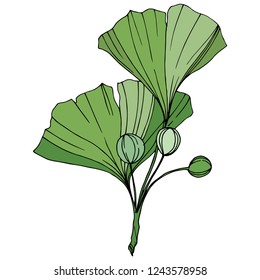 Vector. Engraved green ginkgo leaf. Plant botanical garden. Isolated ginkgo illustration element on white background.