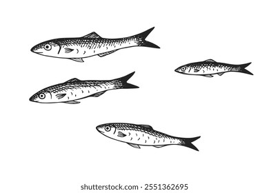 Vetor gravado ilustração de Anchovy fingerling em fundo isolado. Esboço de tinta desenhado à mão de uma escola de pequenos peixes do mar. Frutos do mar, vida marinha, animais. Design para logotipo, etiqueta, sinal, cartão, impressão