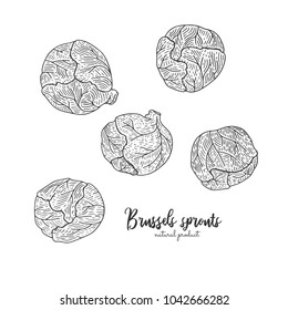 Vector engraved illustration of brussels sprouts. Eco organic food. Vegetarian food for design menu, recipes, wrapping paper, farmers market, cafe, restaurant, decoration kitchen items