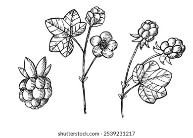 Vector grabado ilustración de la planta de fruta Cloudberry. Dibujado a mano Rubus chamaemorus bayas sobre fondo aislado para el diseño, logotipo, signo, impresión, papel, tarjeta, Plantilla. Comida sana, medicina, símbolo