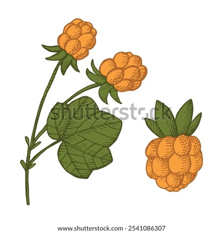 Vector engraved illustration of Cloudberry fruit plant. Hand drawn coloured northern berries on isolated background for design, logo, sign, print, card, template. Healthy food, medicine, liqueur