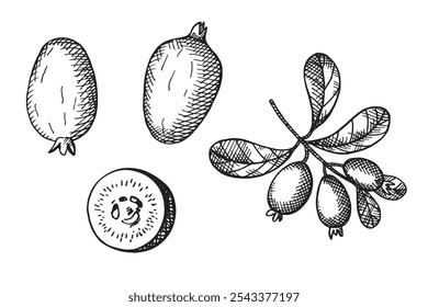 Vector grabado ilustración de la planta de Feijoa. Boceto dibujado a mano con rama y frutas de feijoa comestible de baya tropical. Comida, postre. Elemento de diseño para la etiqueta, envoltura, muestra, tarjeta, papel, logotipo