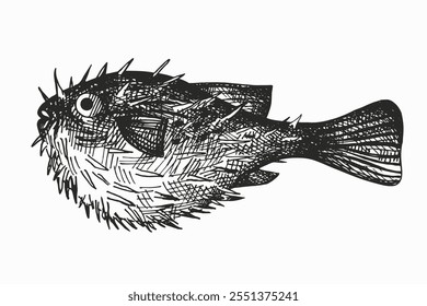 Vector grabado ilustración de peces Fugu sobre fondo aislado. Dibujado a mano boceto de tinta de peces de mar Tsukiji japoneses exóticos. Mariscos, delicadeza, vida marina, animales. Diseño para el logotipo, etiqueta, muestra, tarjeta