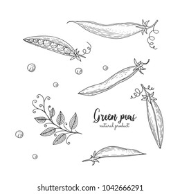 Vector engraved illustration of green peas. Eco organic food. Vegetarian food for design menu, recipes, wrapping paper, street festival, farmers market, cafe, restaurant, decoration kitchen items